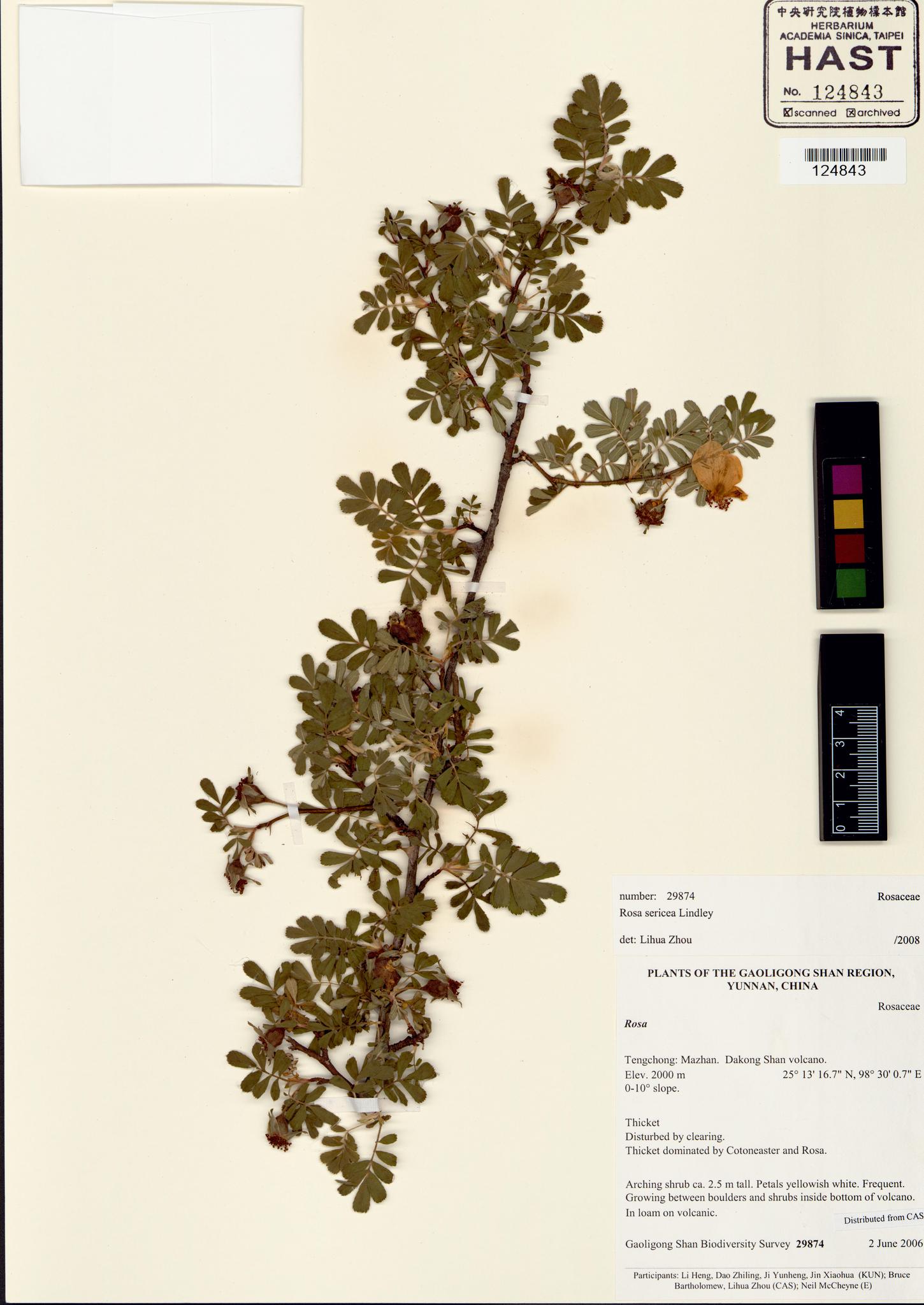 Sample image for viewer