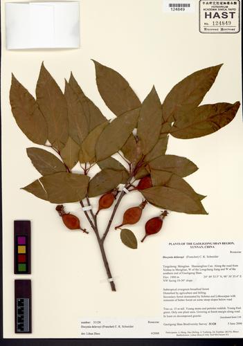 Malus delavayi (Malus delavayi)