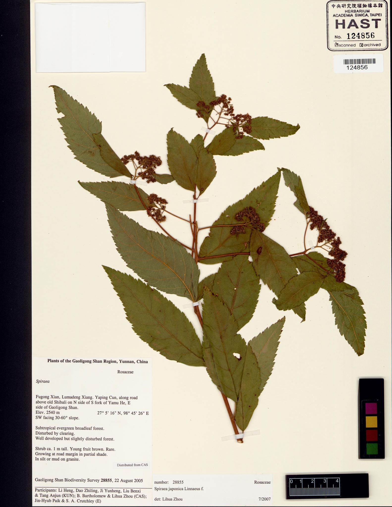 Specimen image