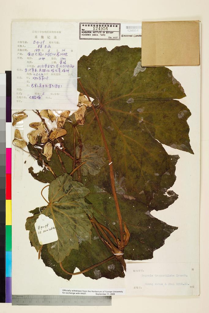 <Unit #117251 Shui, Yu-Min | 稅玉民 | B91-59:: | Begonia truncatiloba Irmsch.>