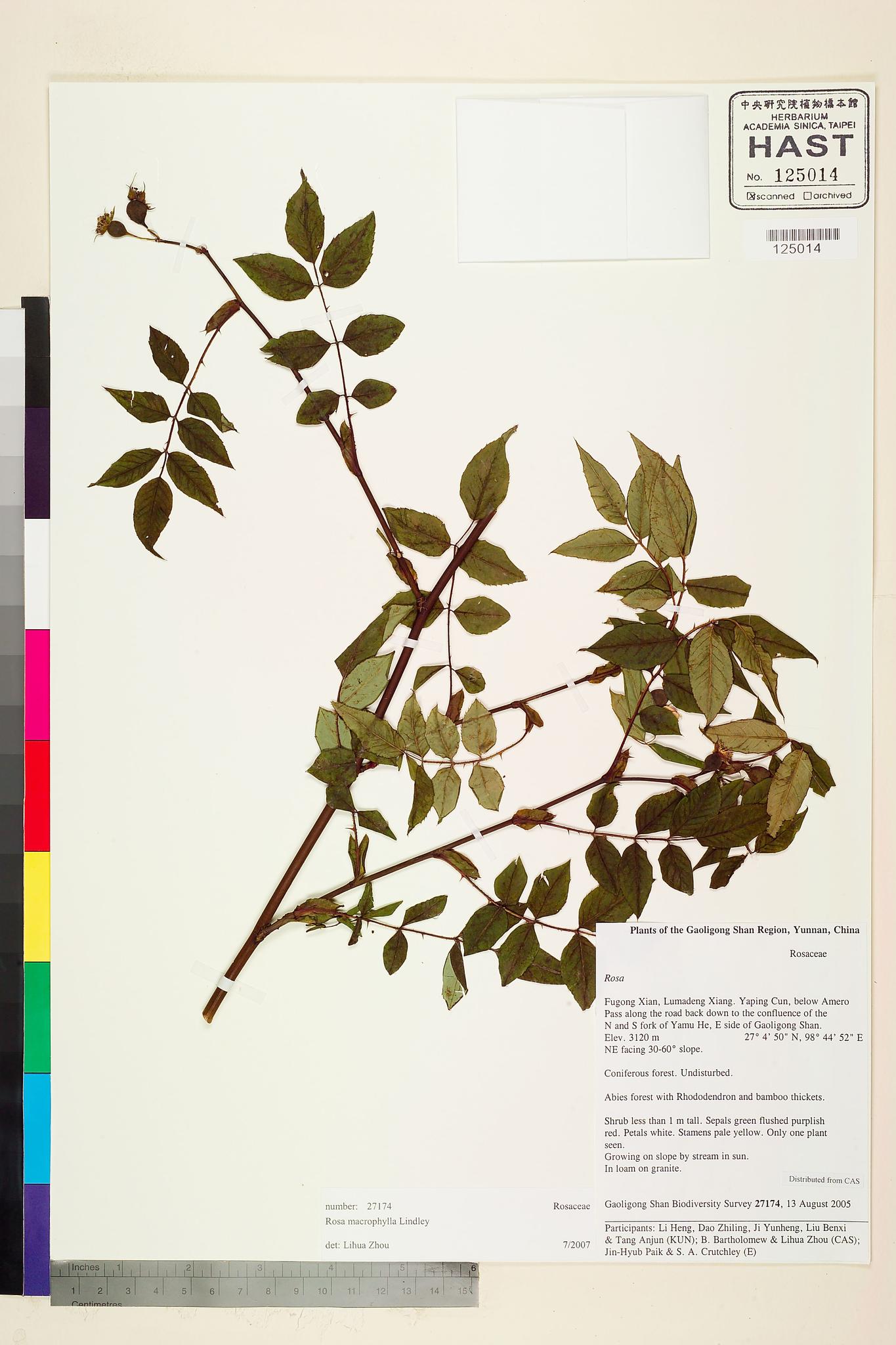 Sample image for viewer