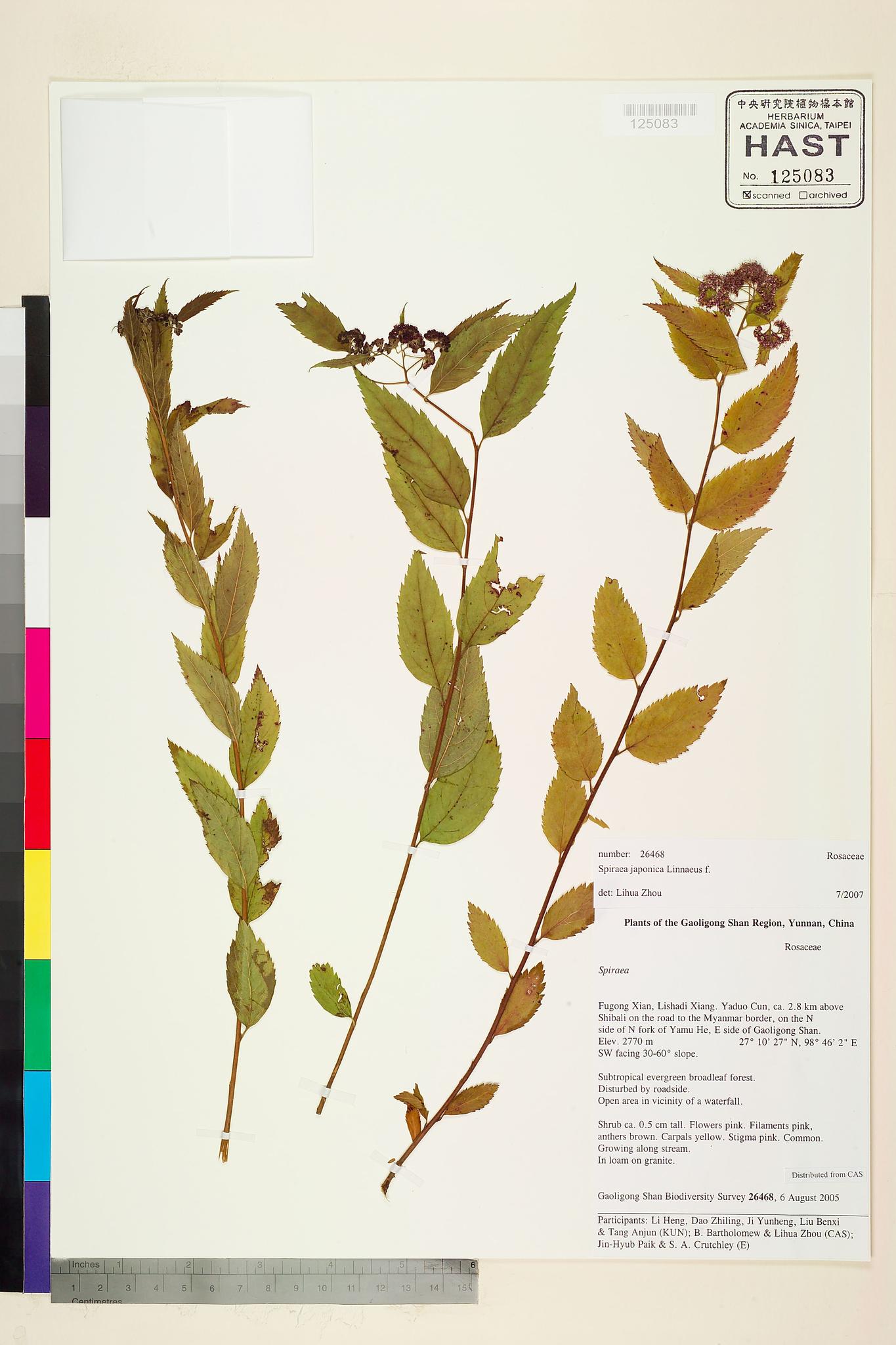 Sample image for viewer