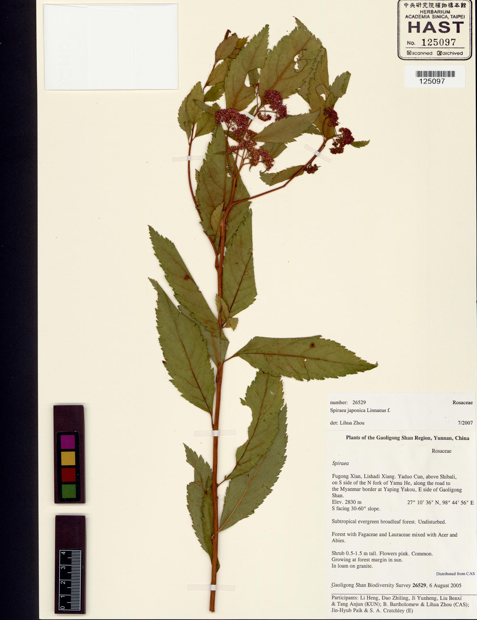 Sample image for viewer