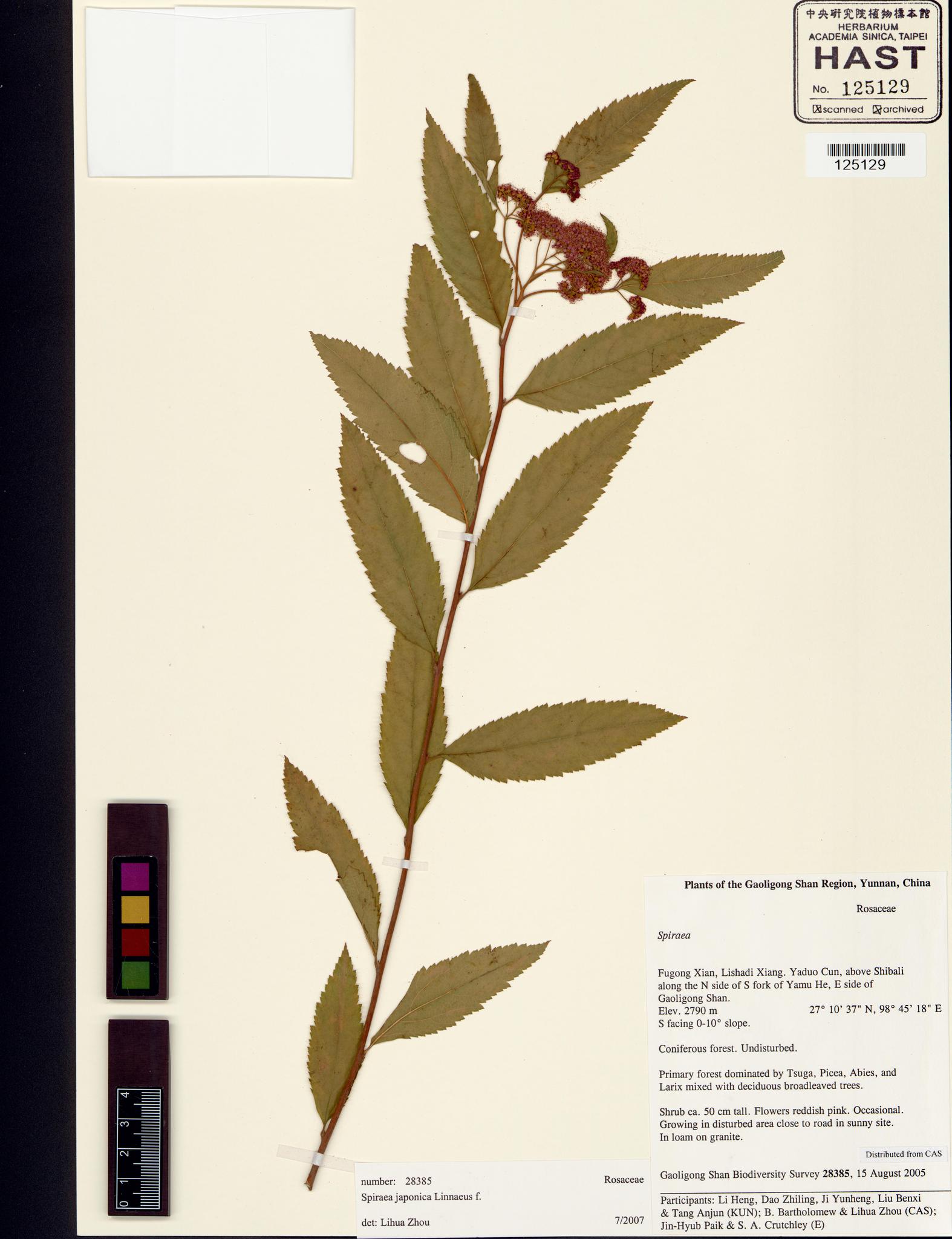 Sample image for viewer