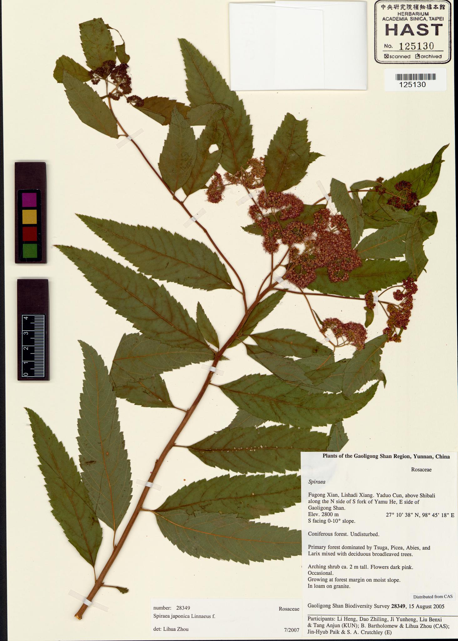 Sample image for viewer