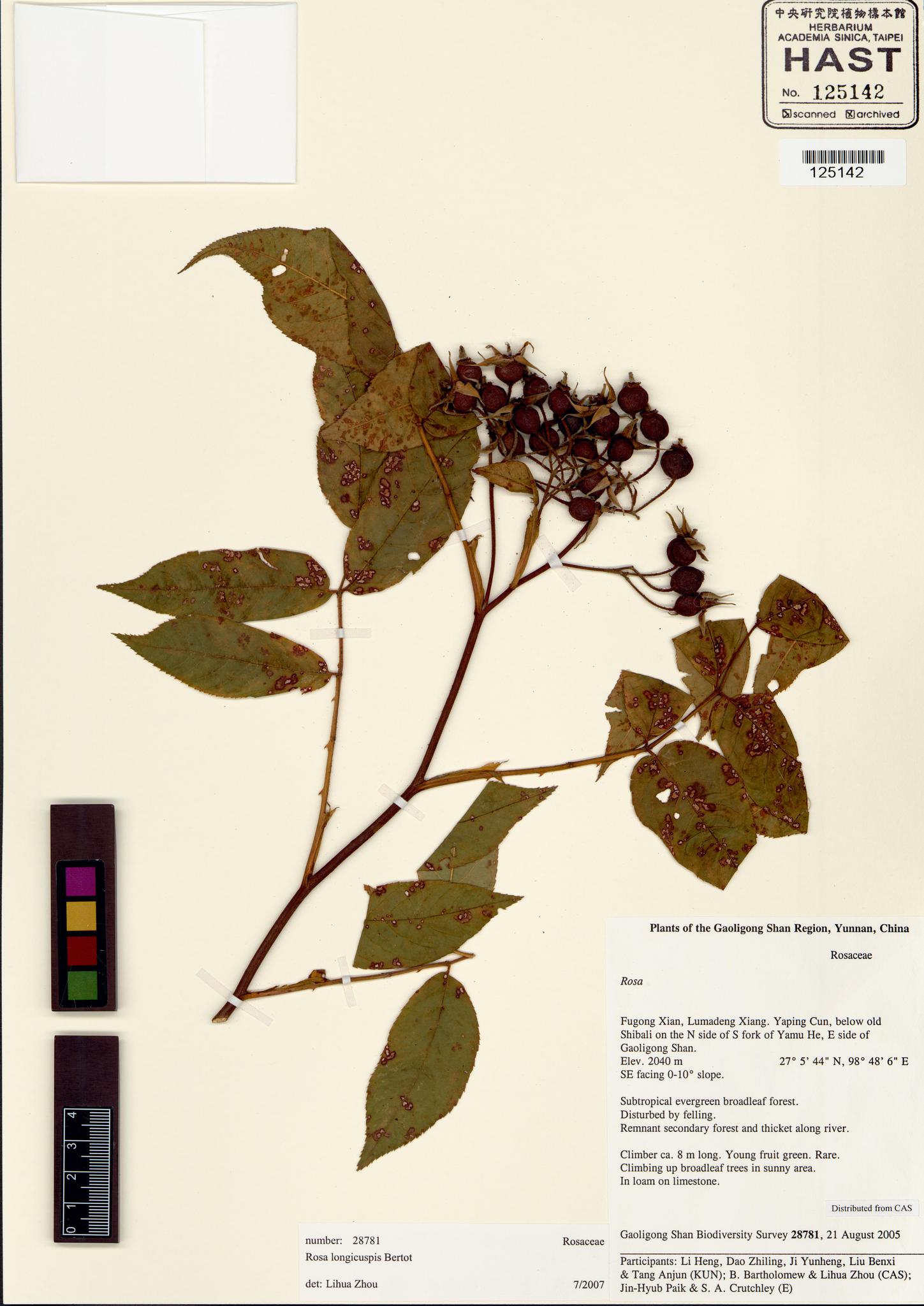 Sample image for viewer