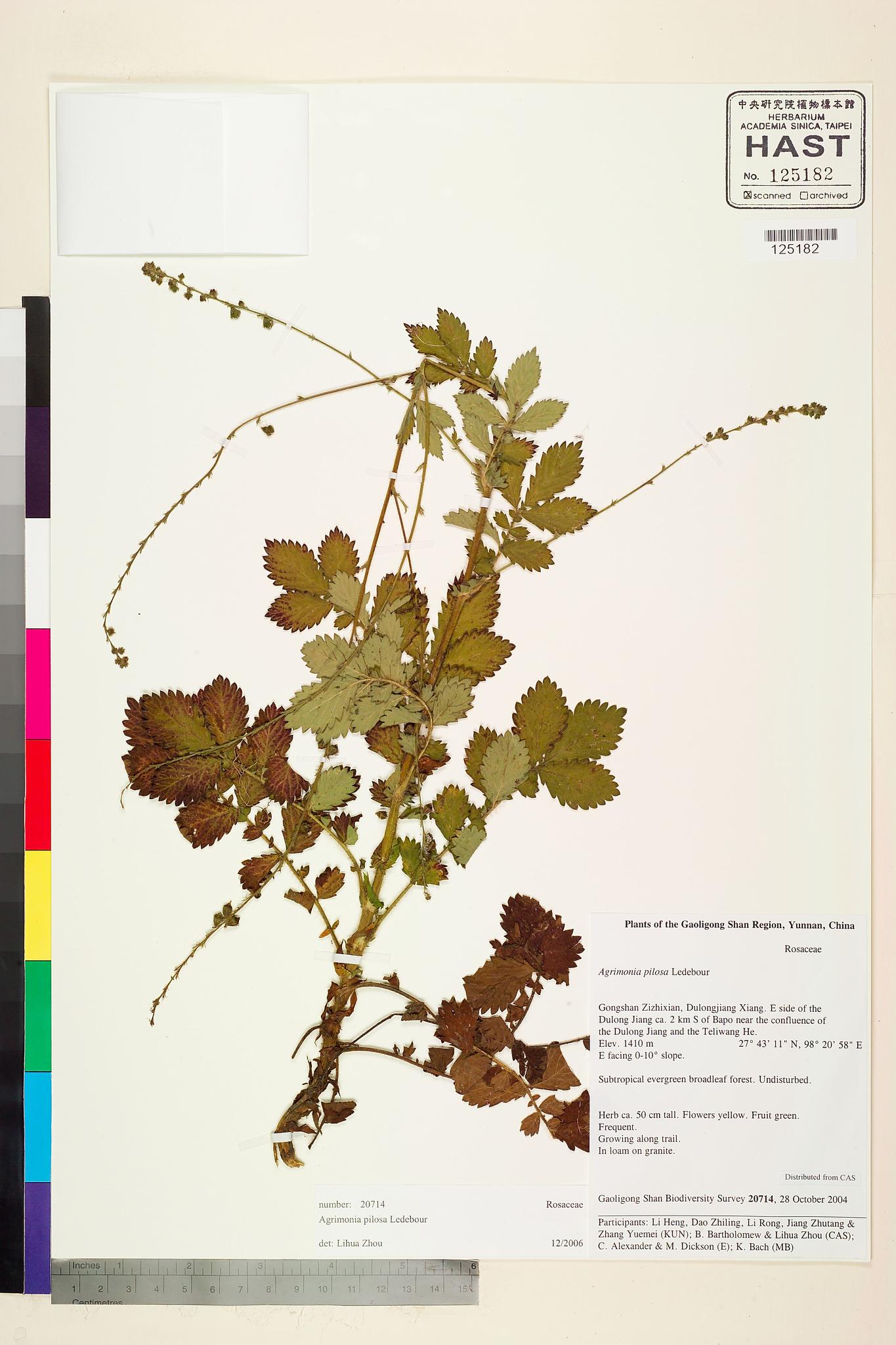 Sample image for viewer