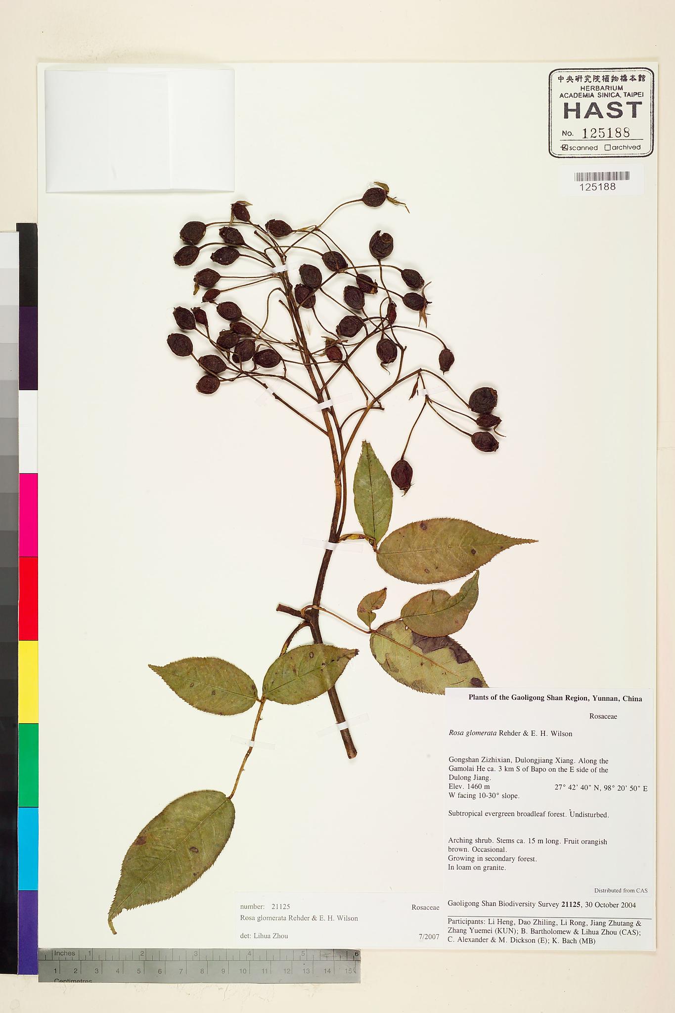 Sample image for viewer