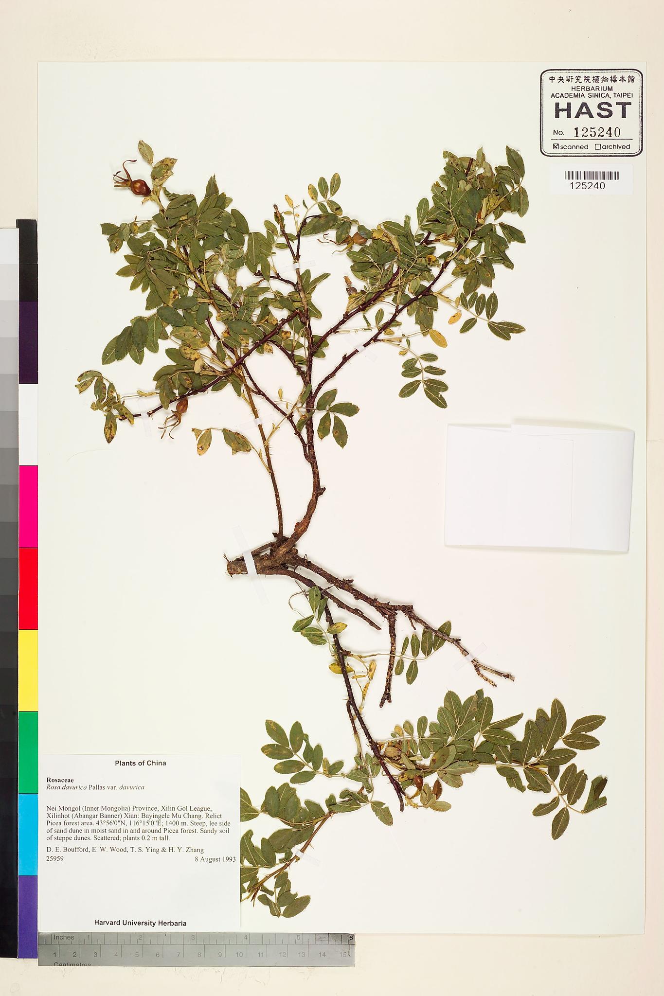 Sample image for viewer