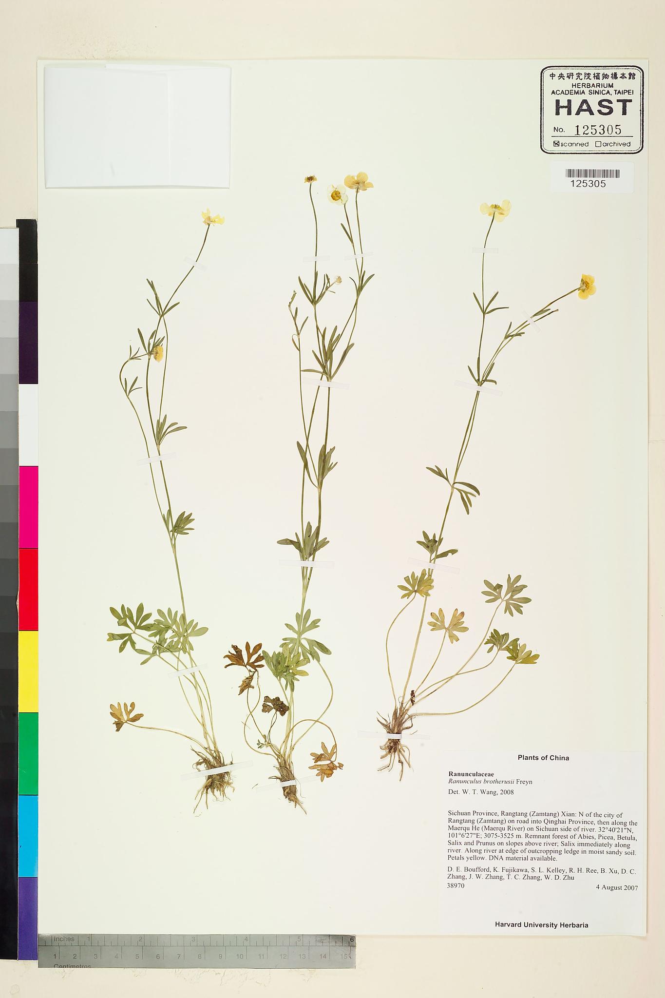 Sample image for viewer