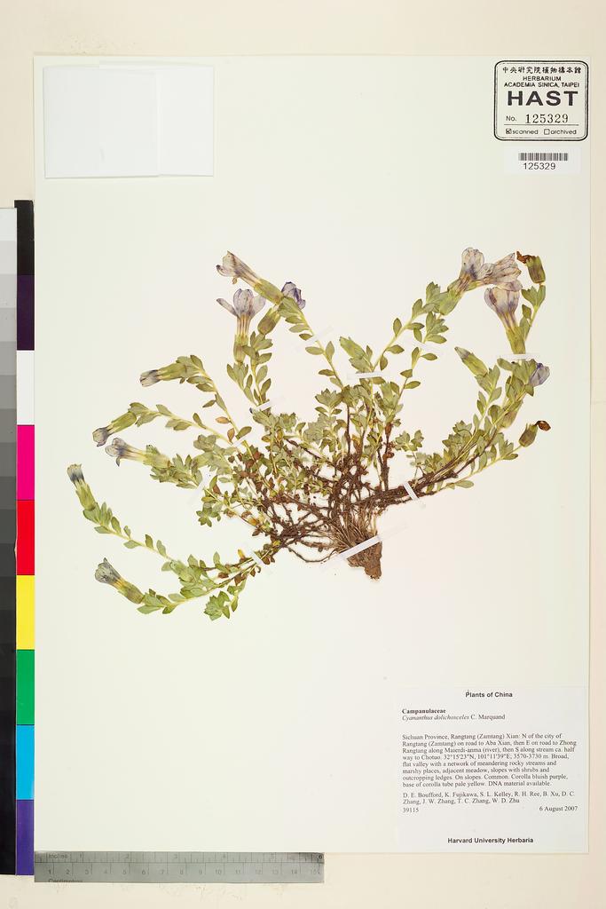 <Unit #122027 Boufford, D. E. |  | 39115:: | Cyananthus dolichosceles C. Marquand>