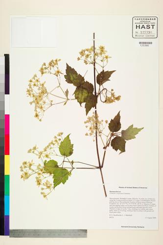 Clematis virginiana L.