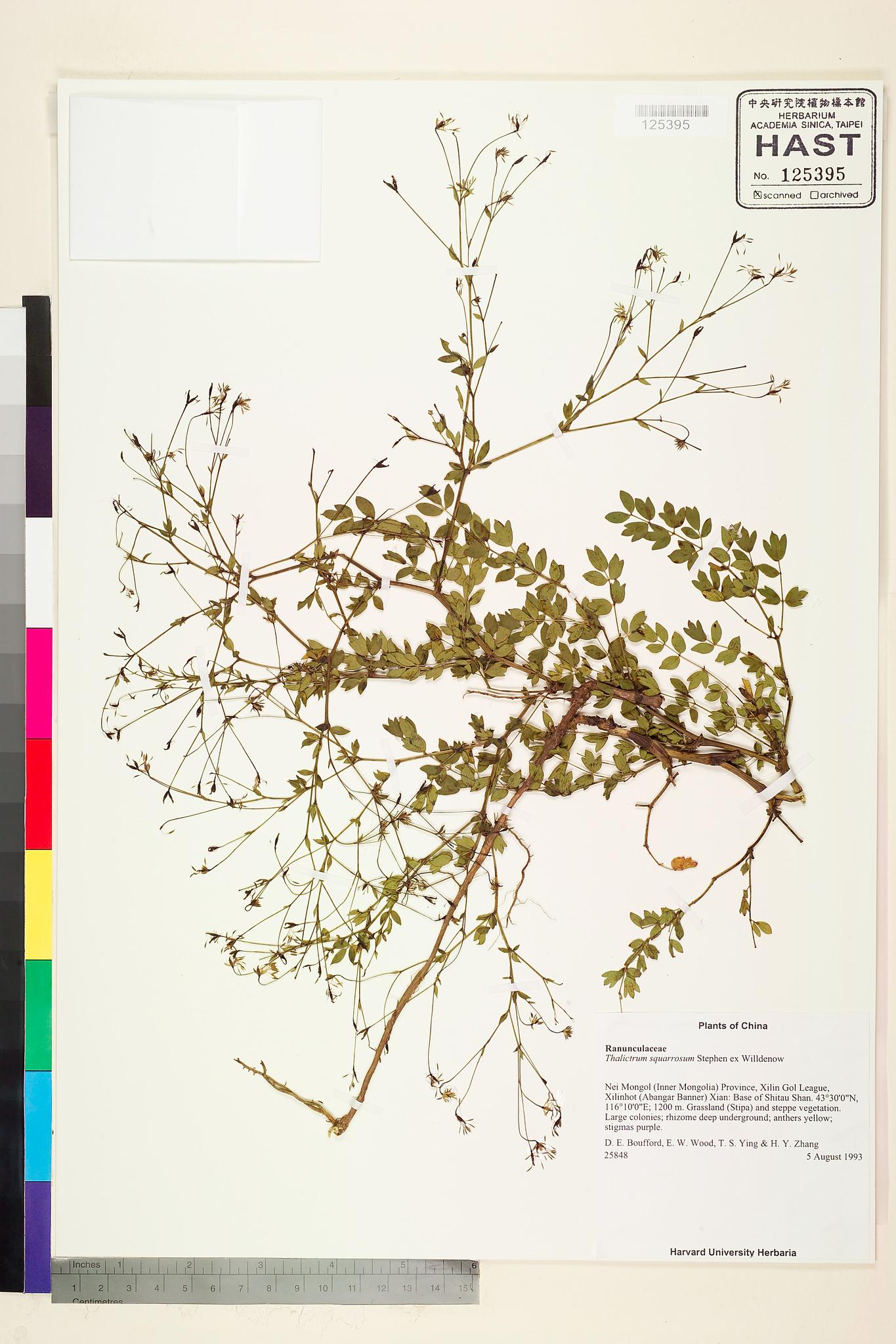 Sample image for viewer