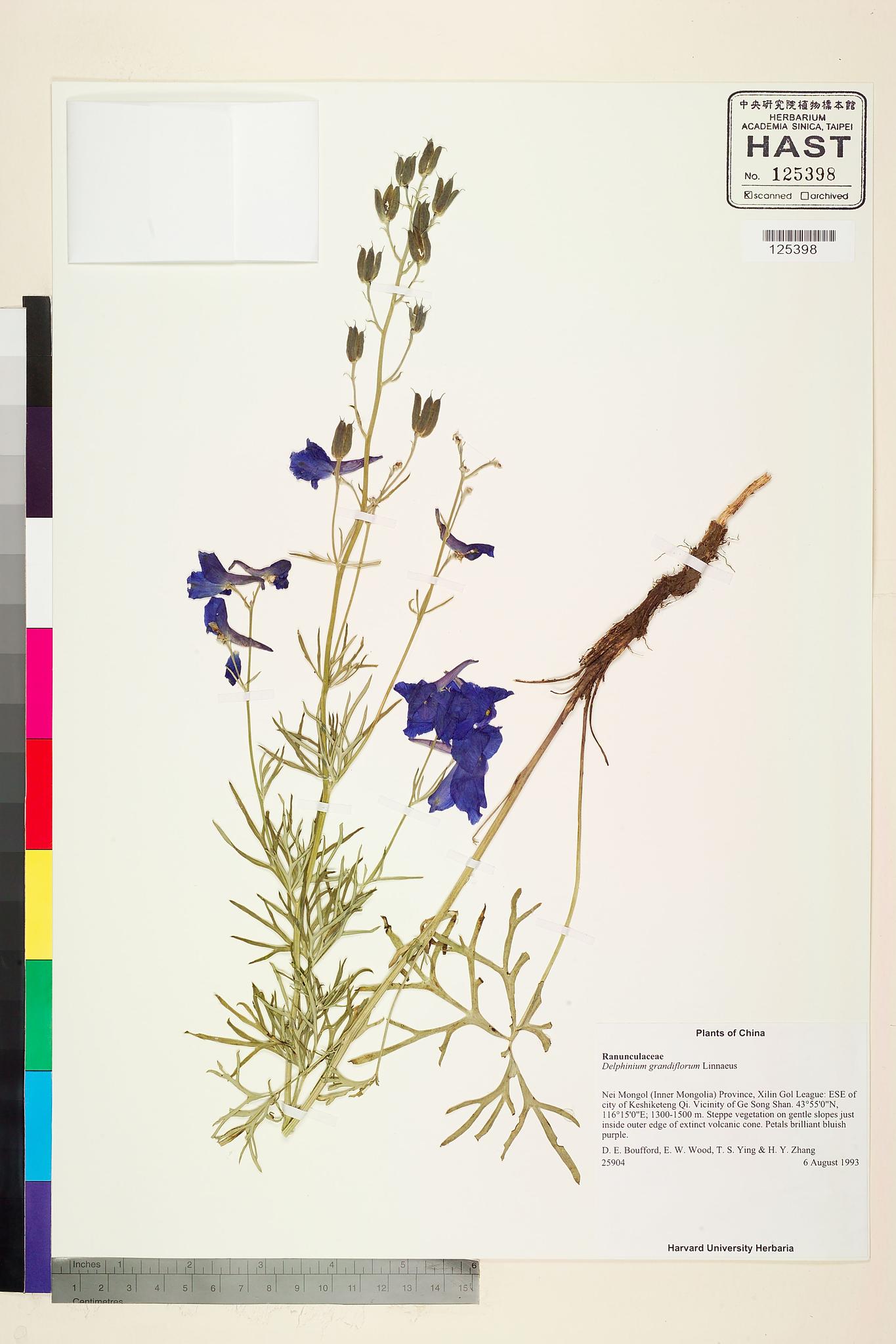 Sample image for viewer