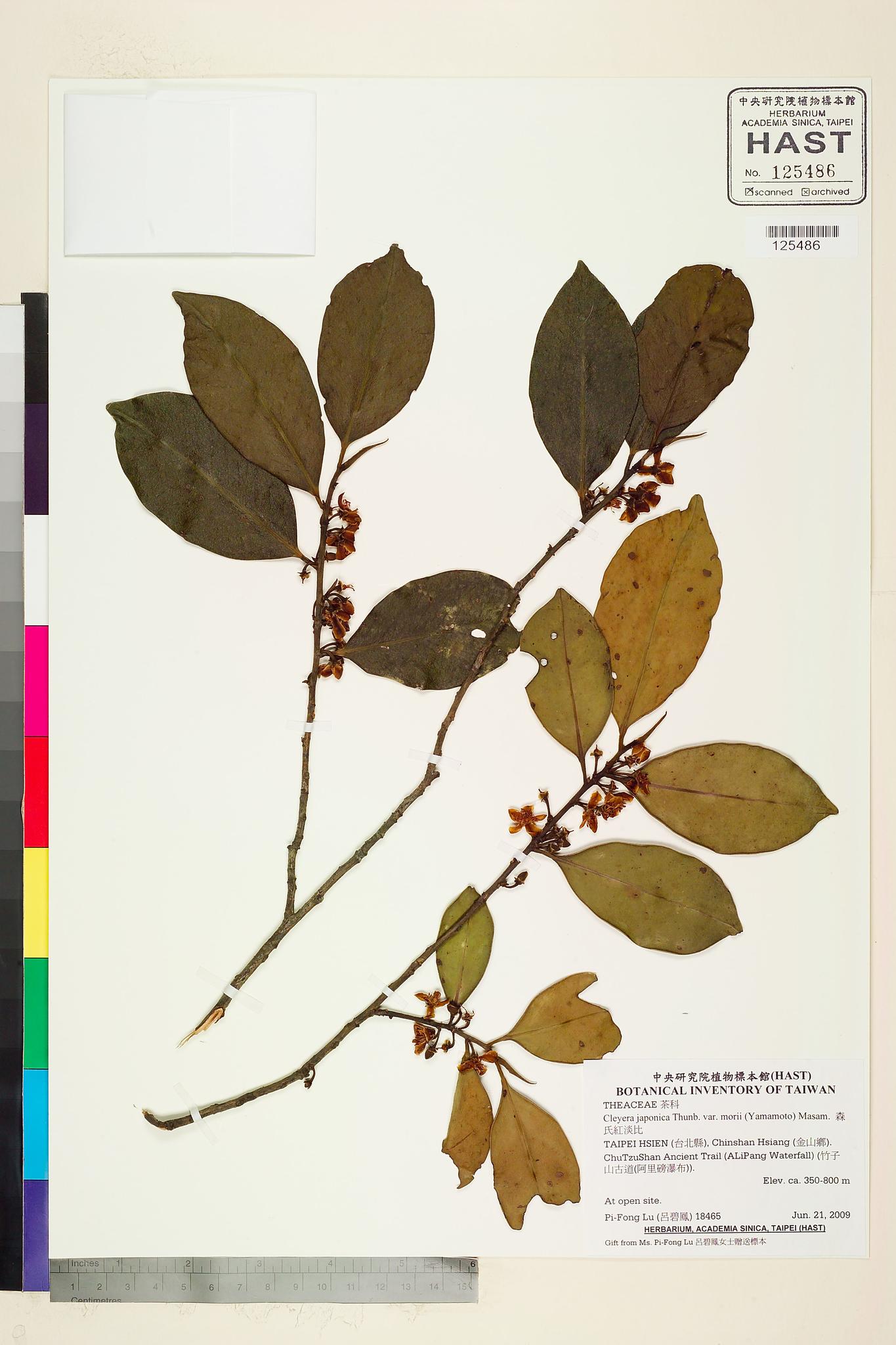 Sample image for viewer