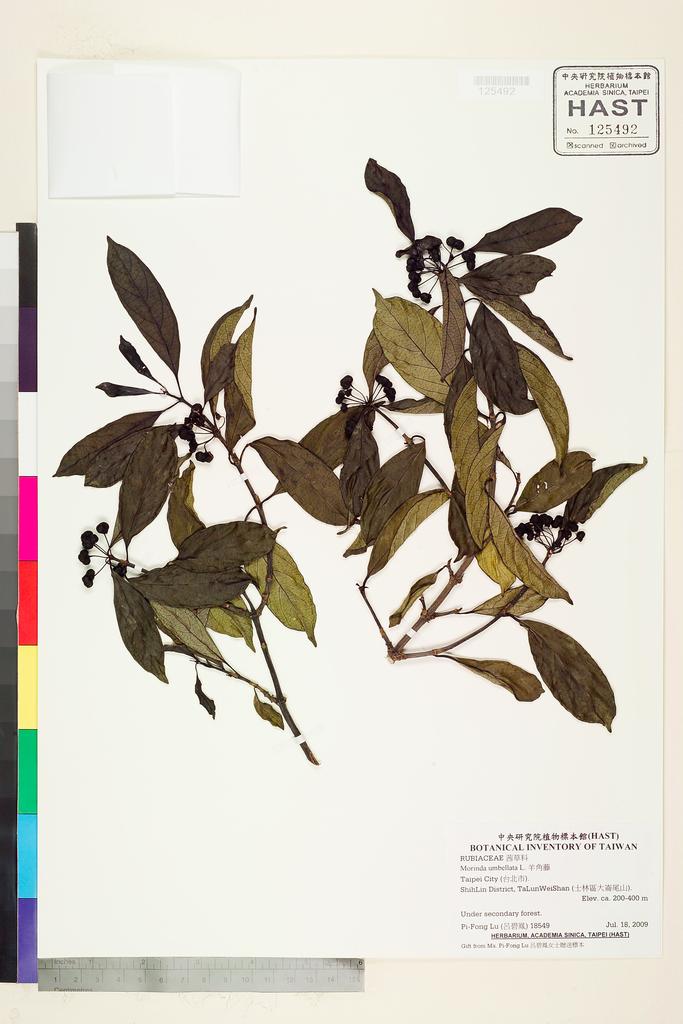 <Unit #88090 Lu, Pi-Fong | 呂碧鳳 | 18549:: | Morinda umbellata L.>