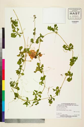 Momordica charantia L.