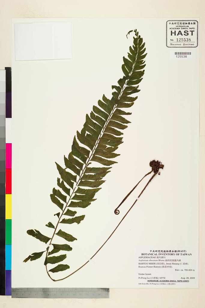<Unit #88667 Lu, Pi-Fong | 呂碧鳳 | 18772:: | Asplenium obscurum Blume>