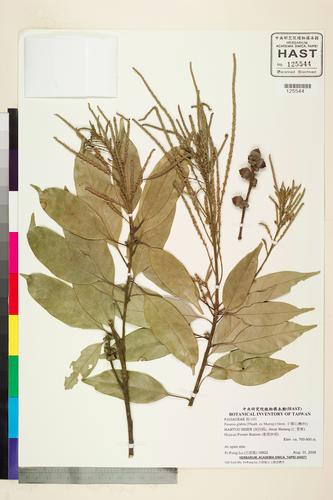 Pasania glabra (Thunb. ex Murray) Oerst.