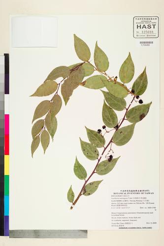 Gaultheria cumingiana Vidal