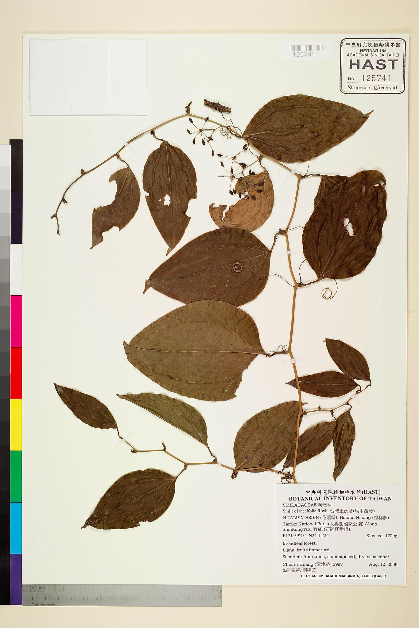 Sample image for viewer