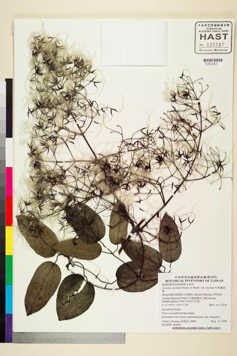 Clematis uncinata Champ. ex Benth. var. uncinata