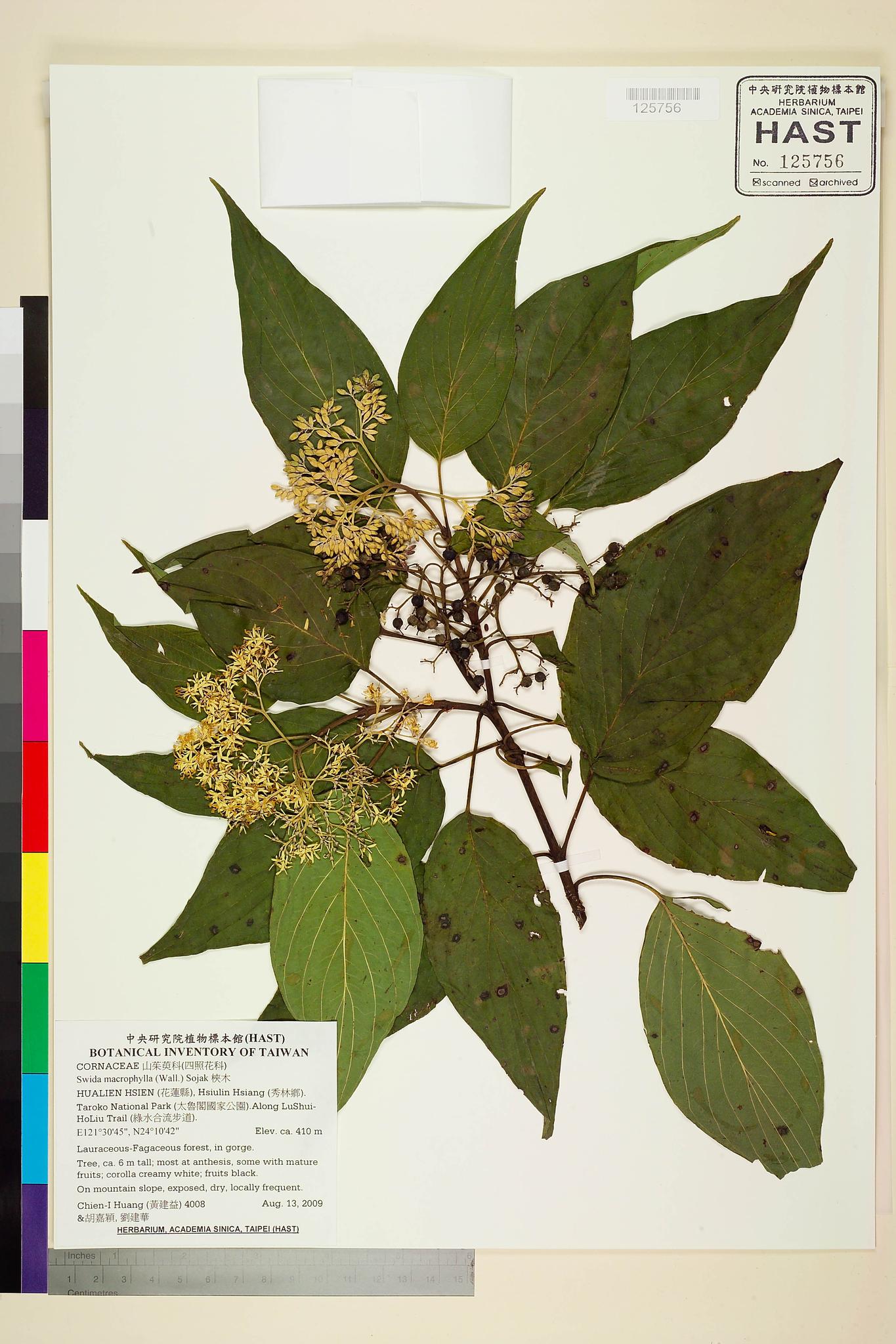 Sample image for viewer