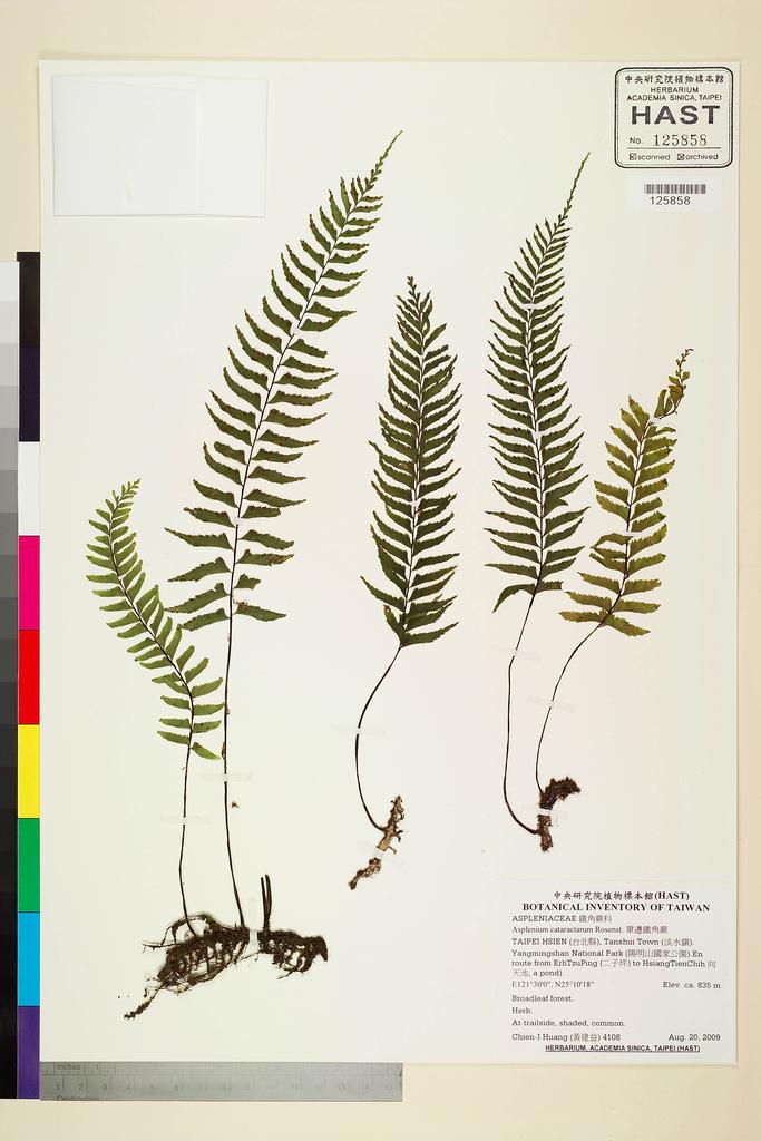 <Unit #84060 Huang, Chien-I | 黃建益 | 4108:: | Asplenium cataractarum Rosenst.>