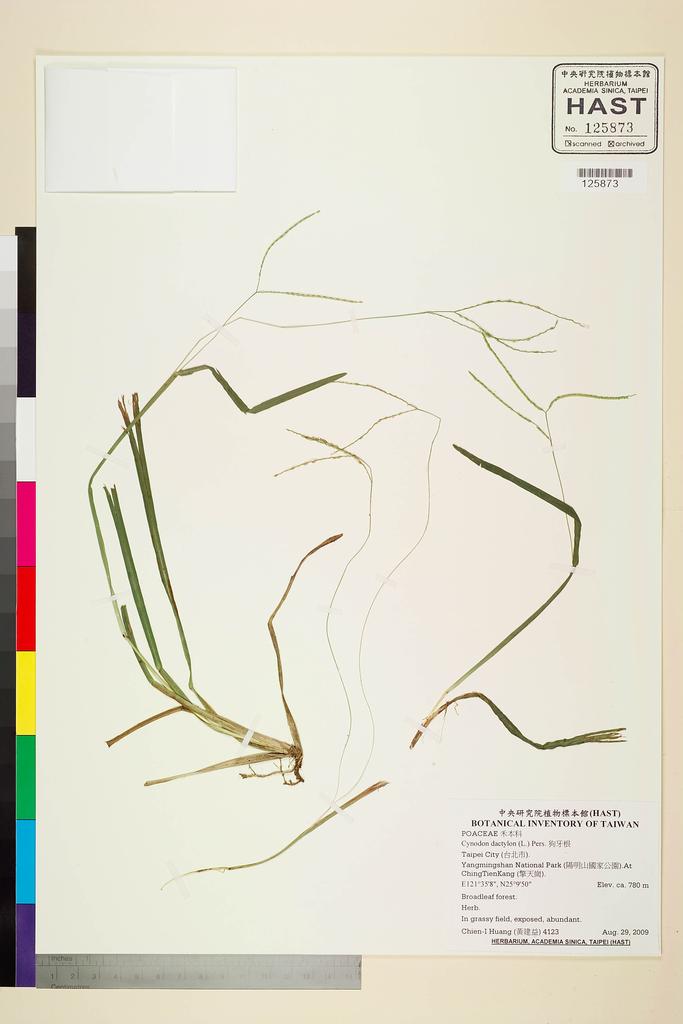 <Unit #84039 Huang, Chien-I | 黃建益 | 4123:: | Cynodon dactylon (L.) Pers.>