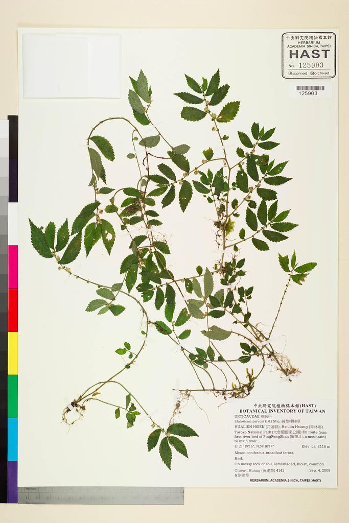 <Unit #84127 Huang, Chien-I | 黃建益 | 4143:: | Elatostema parvum (Bl.) Miq.>