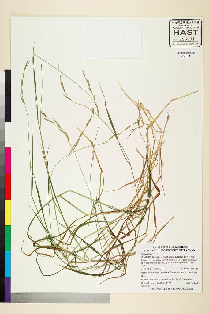 <Unit #84190 Huang, Chien-I | 黃建益 | 4177:: | POACEAE>