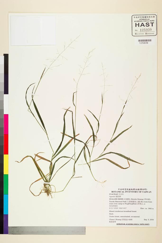 <Unit #84182 Huang, Chien-I | 黃建益 | 4185:: | Agrostis>