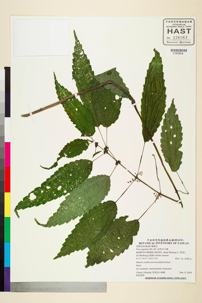 <Unit #84347 Huang, Chien-I | 黃建益 | 4280:: | Pilea angulata (Bl.) Bl.>