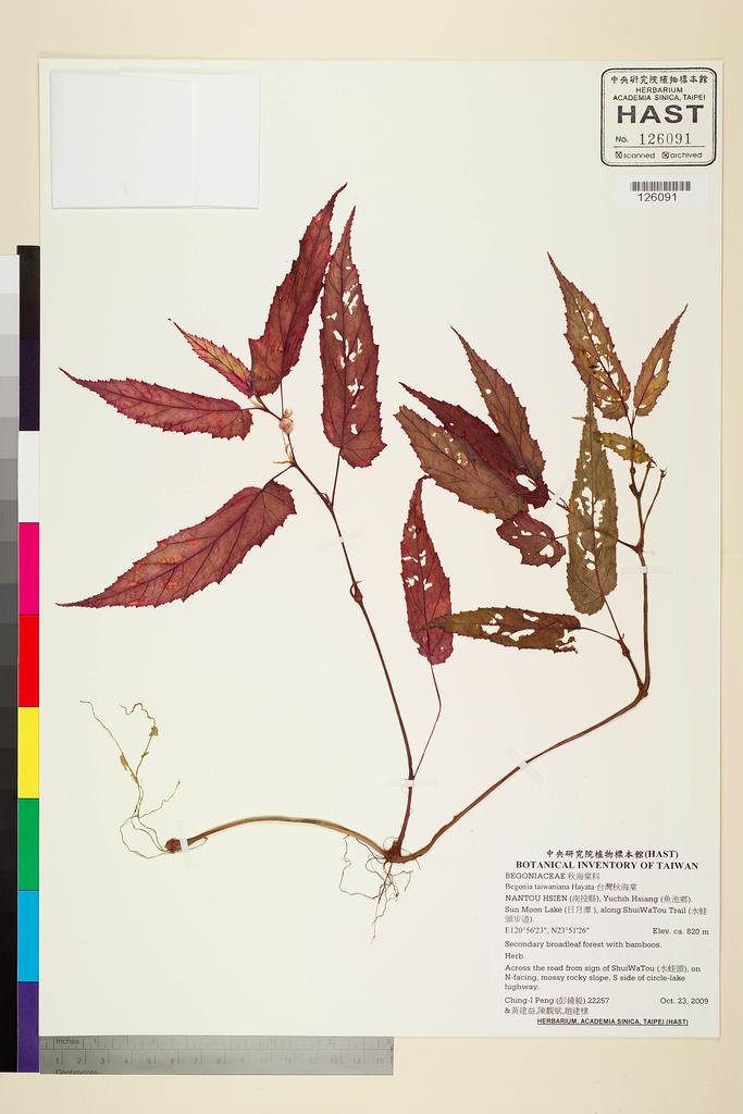 <Unit #84481 Peng, Ching-I | 彭鏡毅 | 22257:: | Begonia taiwaniana Hayata>