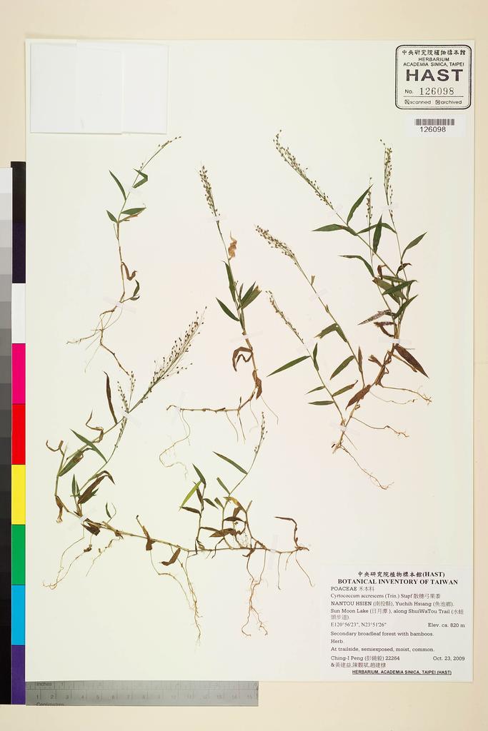 <Unit #84494 Peng, Ching-I | 彭鏡毅 | 22264:: | Cyrtococcum accrescens (Trin.) Stapf>
