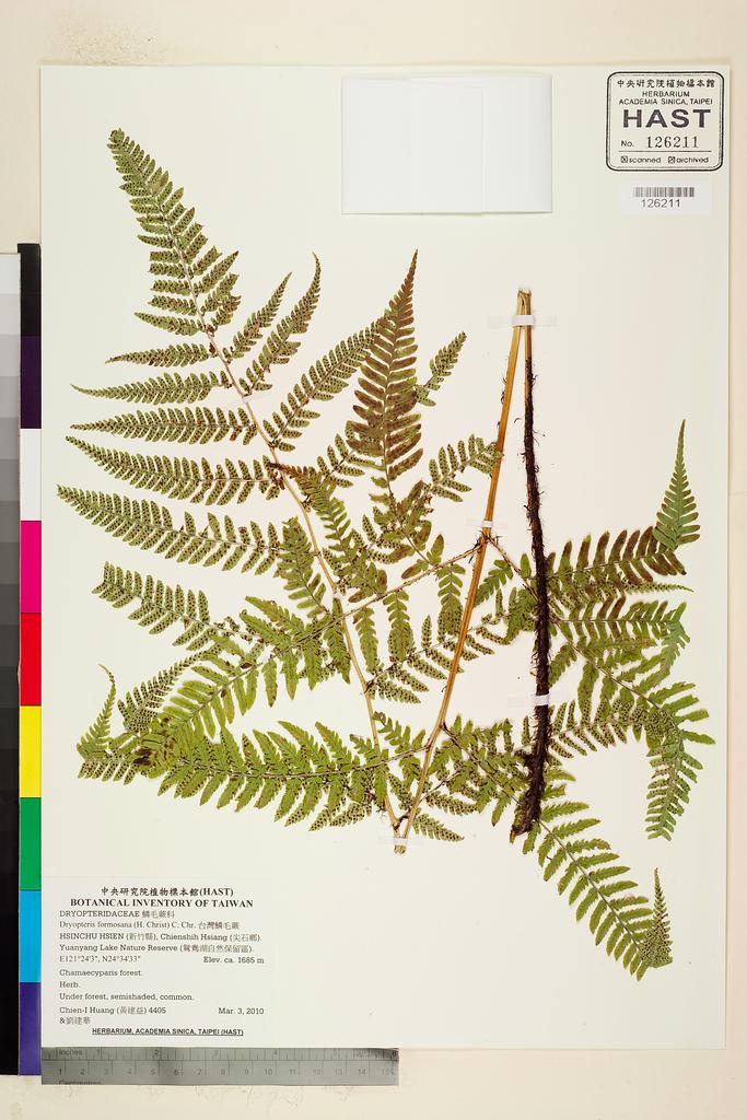 <Unit #87009 Huang, Chien-I | 黃建益 | 4405:: | Dryopteris formosana (H. Christ) C. Chr.>