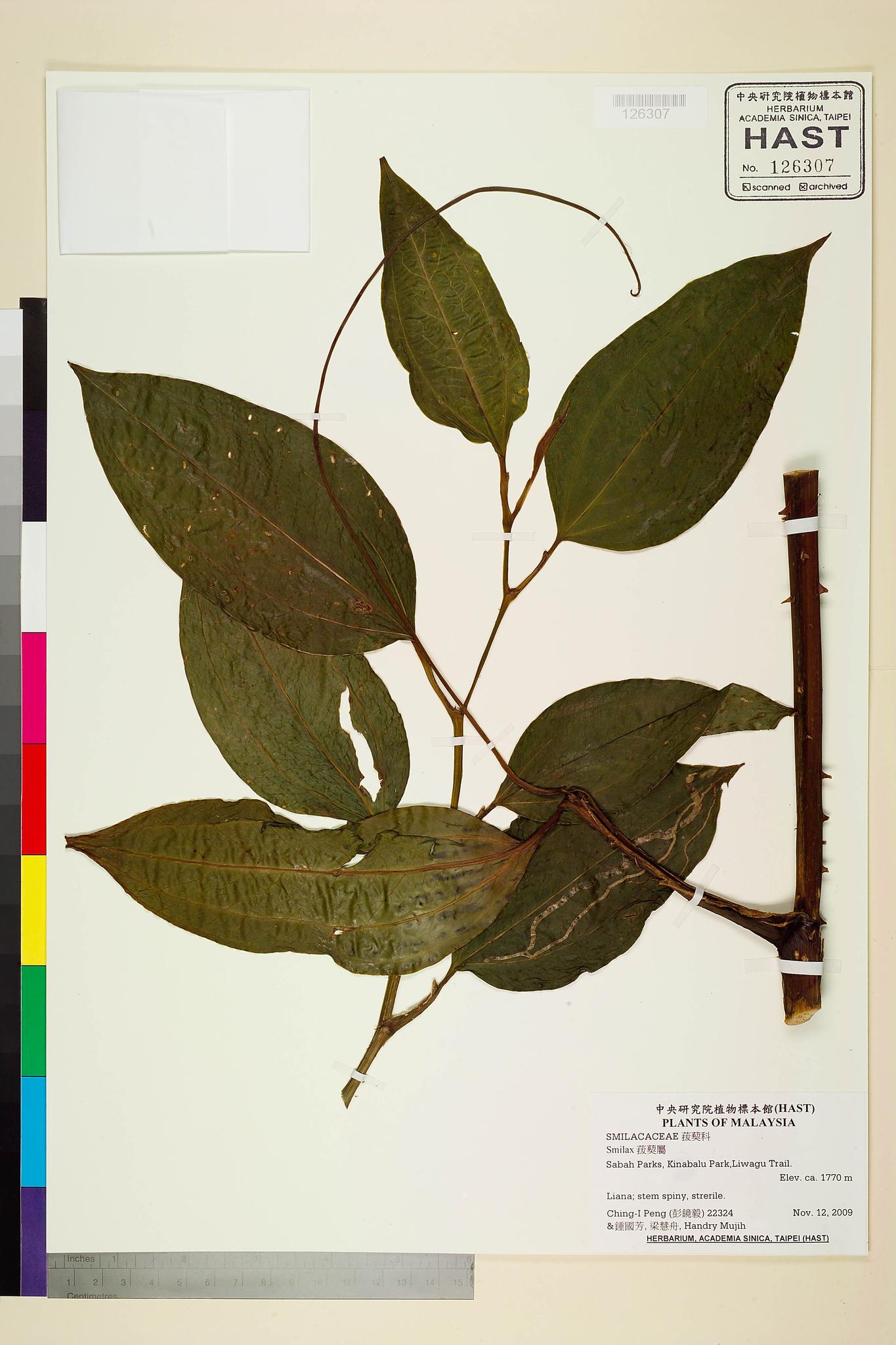 Sample image for viewer