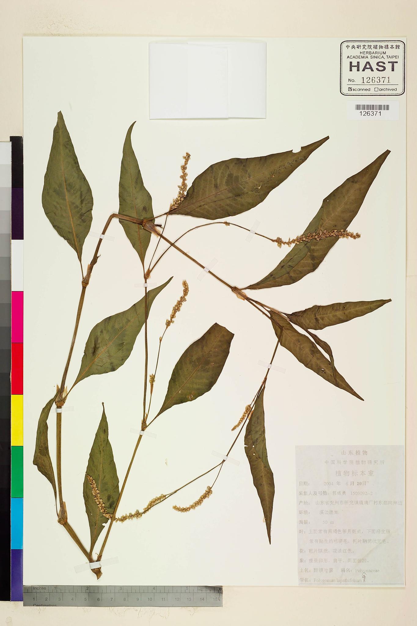 Sample image for viewer