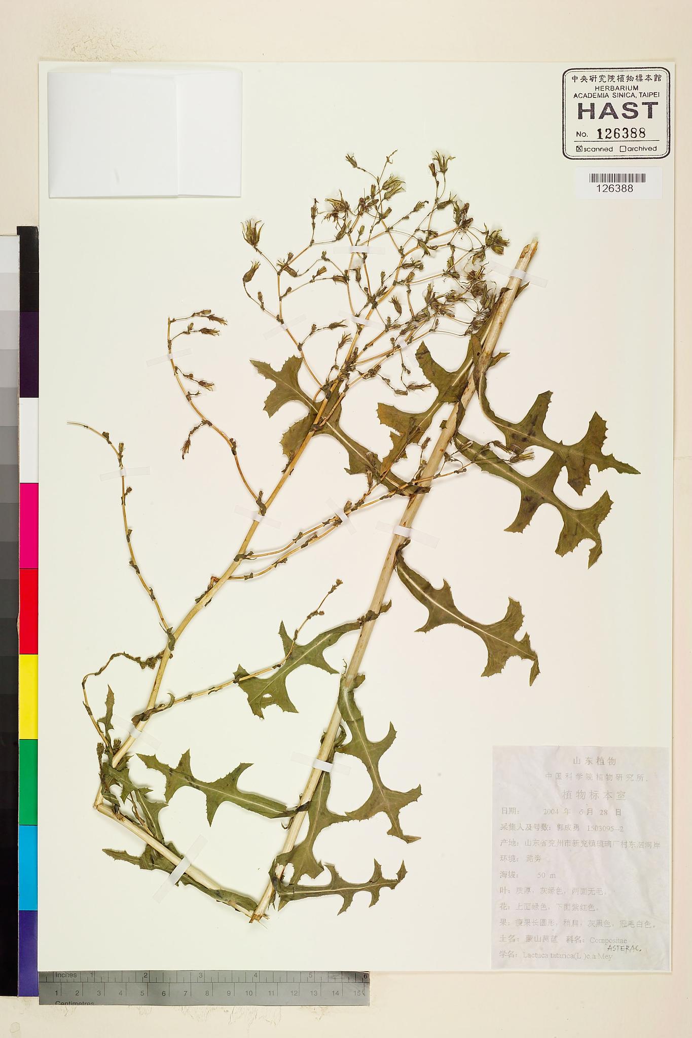 Sample image for viewer