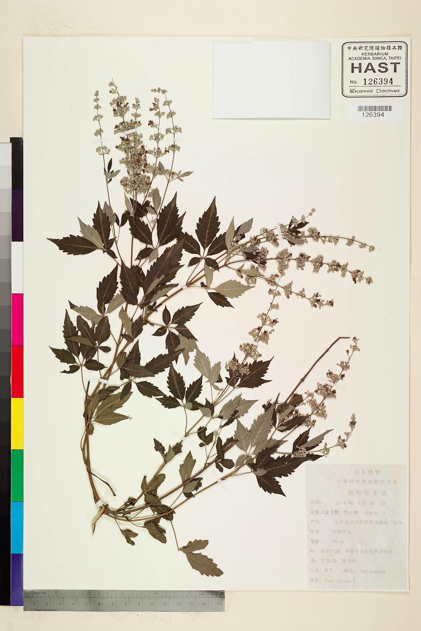 Sample image for viewer