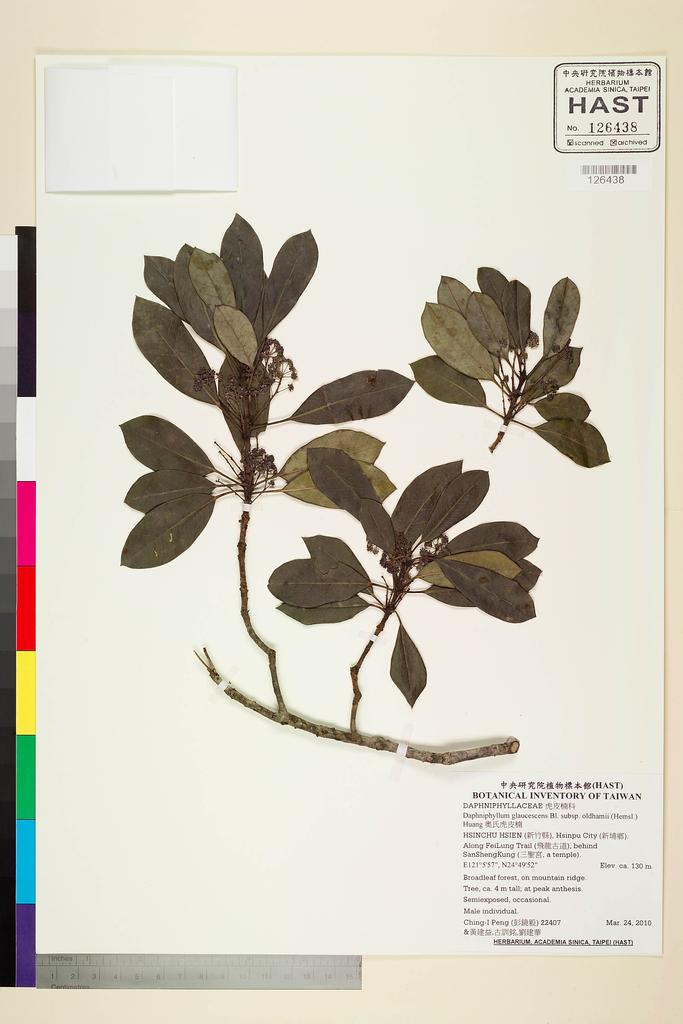 <Unit #87823 Peng, Ching-I | 彭鏡毅 | 22407:: | Daphniphyllum glaucescens subsp. oldhamii T.C. Huang>