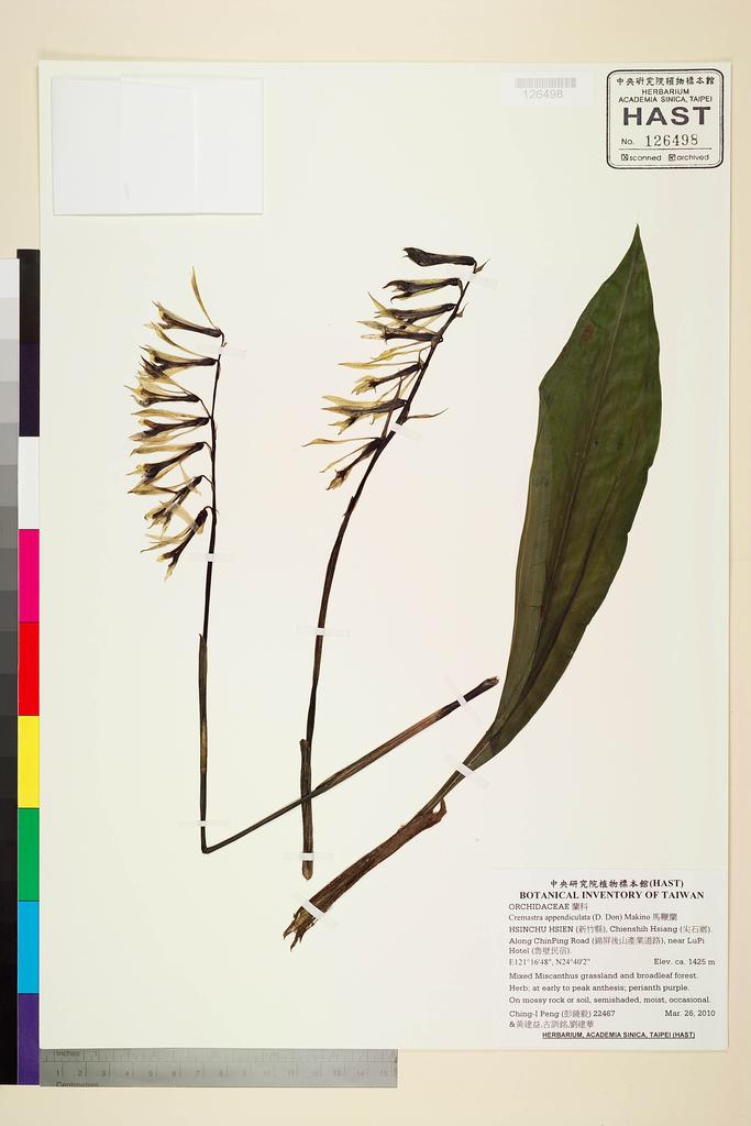 <Unit #87840 Peng, Ching-I | 彭鏡毅 | 22467:: | Cremastra appendiculata (D. Don) Makino>