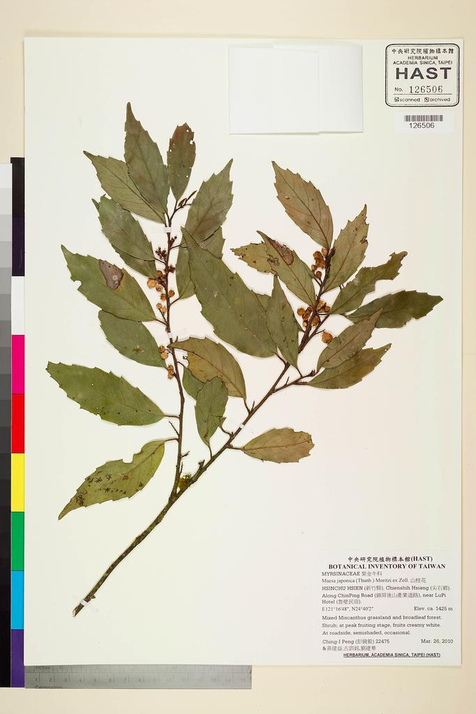 <Unit #87832 Peng, Ching-I | 彭鏡毅 | 22475:: | Maesa japonica (Thunb.) Moritzi ex Zoll.>