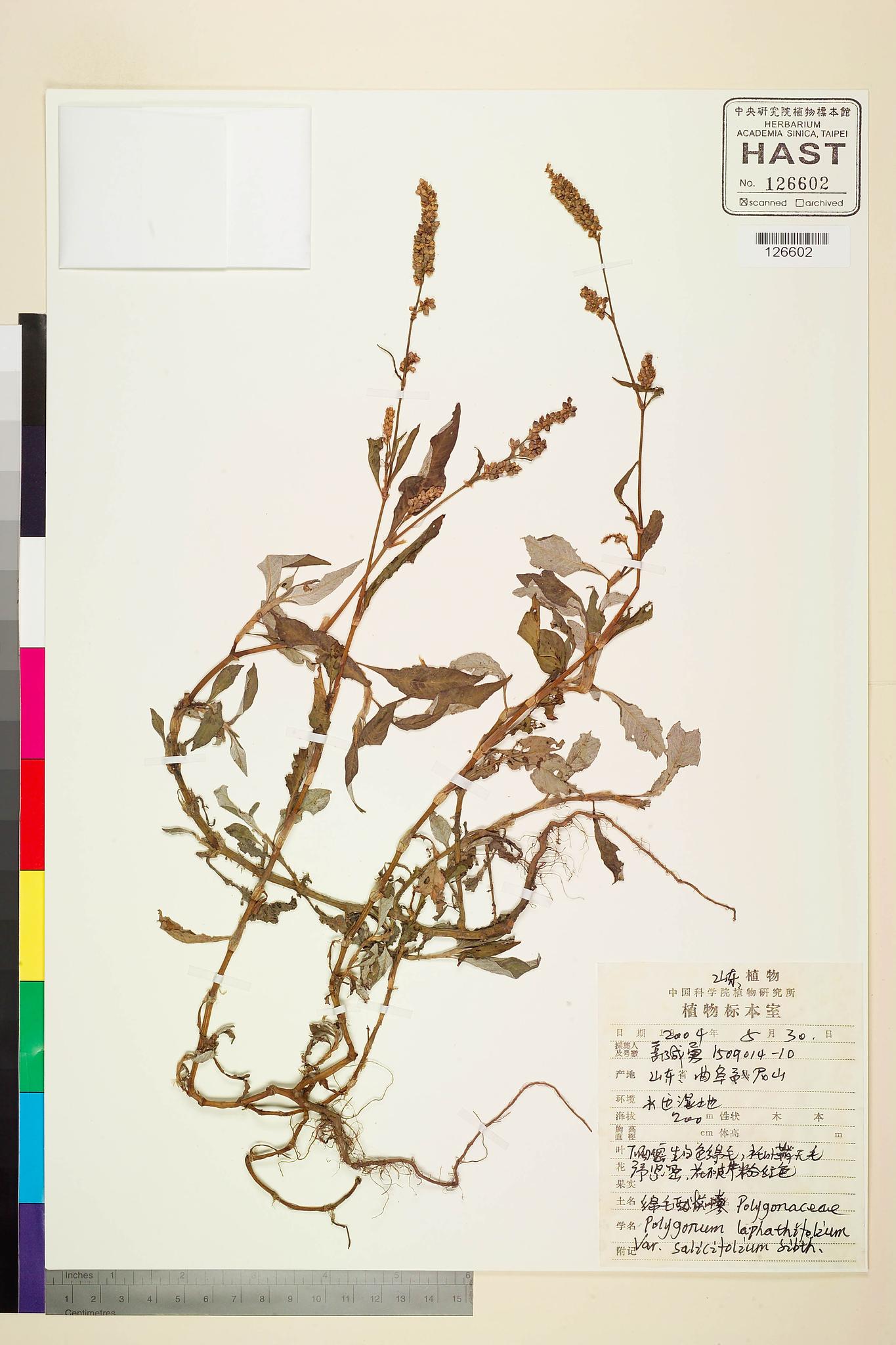 Sample image for viewer