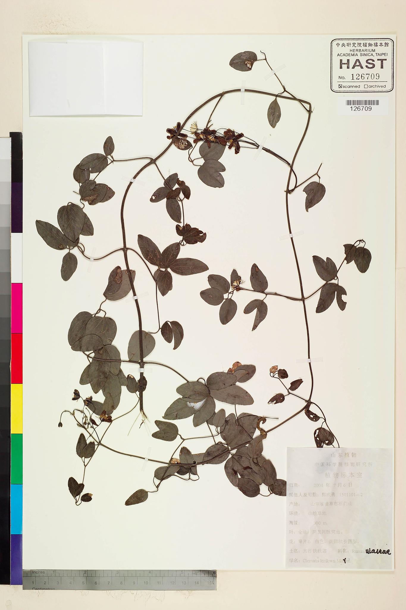 Sample image for viewer