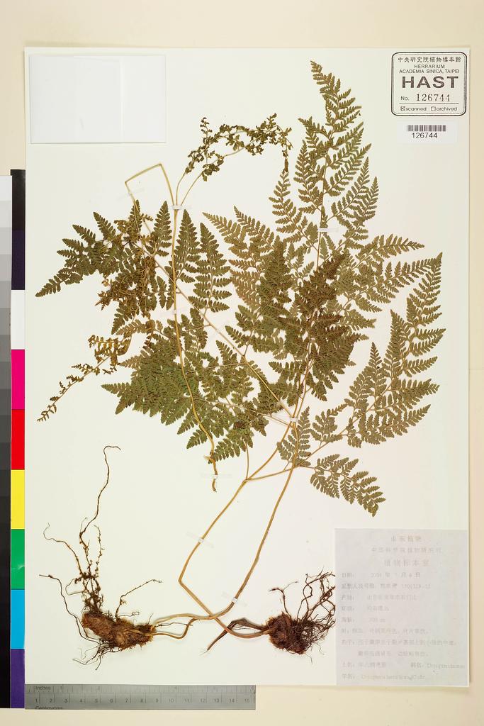 <Unit #128568 Guo, C. U. | 郭成勇 | 1501123-12:: | Dryopteris laeta C. Chr.>