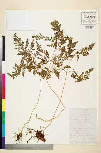 Hypodematium glanduloso-pilosum (Tagawa) Ohwi