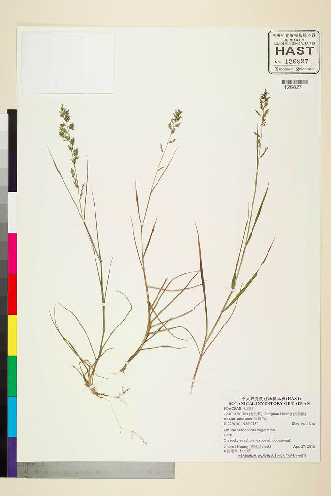 <Unit #88933 Huang, Chien-I | 黃建益 | 4478:: | POACEAE>