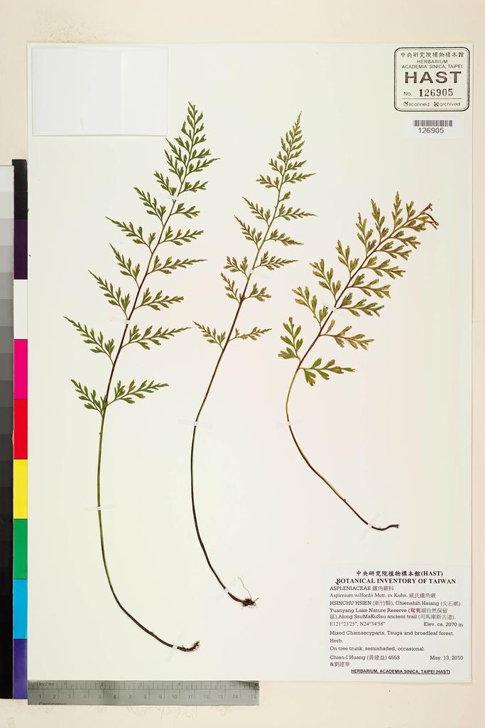 <Unit #89145 Huang, Chien-I | 黃建益 | 4553:: | Asplenium wilfordii Mett. ex Kuhn.>