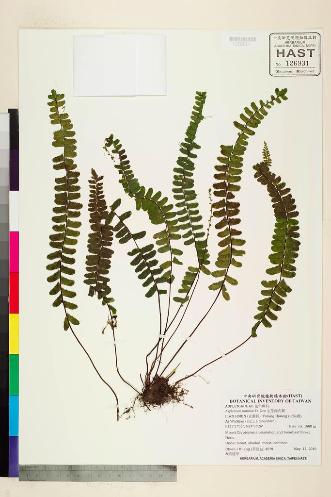 <Unit #89171 Huang, Chien-I | 黃建益 | 4579:: | Asplenium normale D. Don>